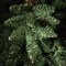 Haute Decor 3.5 Foot Tall Berkeley Fir Potted Tree Unlit - Natural Looking Artificial Christmas Tree Pre-Potted in Sturdy Dark Brown Planter Pot